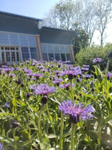 Wilhelmina Variku foto